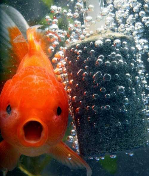 oranda_goldfish